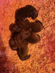 Belgian Malinois puppies for sale “working lines”