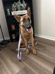 Service Dog for Sale