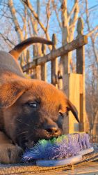 Malinois puppies for sale