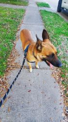 5 year old Guatd Dog , Belgian Malinois for sale