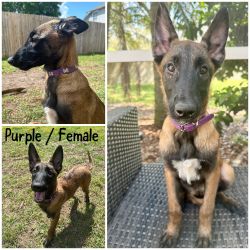 Belgian Malinois looking for a home