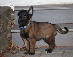 Belgian Malinois puppies available for their homes