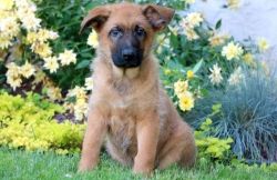 Belgian Malinois puppies are now ready to go