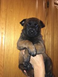 purebred belgian malinois puppies for sale to good home