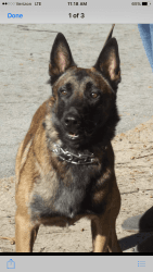 BELGIAN MALINOIS PUPS FOR SALE Imported working lines working.