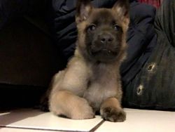 Belgian Malinois Puppy For Sale