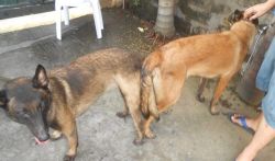 QUALITY STUD SABLE BELGIAN MAL 2 SIRES TO CHOOSE FROM