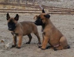 Lovely Belgian Malinois Puppies Available