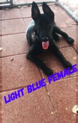 Belgian Malinois Puppies, AKC, Microchip, Champion and Working line