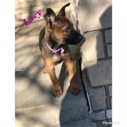 Belgian Malinois puppies for sale