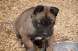 Exceptional Litter of Working Malinois