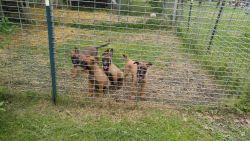 (4) 12 week old belgian malinois puppies for sale