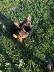 8 Month Belgian Malinois for sale