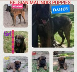 Belgian Malinos puppies
