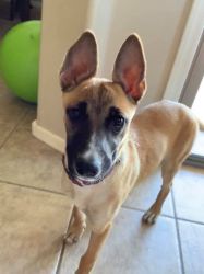 5 Month Old Belgian Malinois Puppy