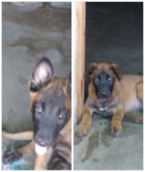 Puppies need a new home