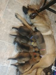 Working line Belgian Malinois puppies
