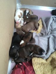 Belgian malinois/ pit bull lab puppies for sale