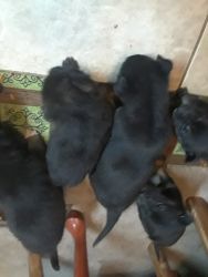 3 week puppys