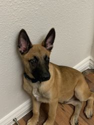 Rehoming 4 months old Belgian Malinois puppy!!