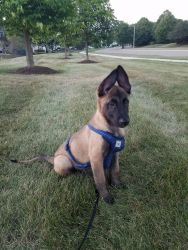 For sale Belgian Malinois 2 month and 2 weeks old...very cute and very