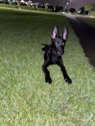 6 Month old Black Belgian Malinois puppy for sale