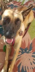 One year old female Belgian Melanian dog. In a very good health,