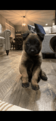 Belgian Malinois Pure Bred for sale