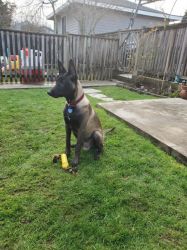Belgian Malinois Male Puppy 5 month old