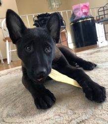 Belgian malinois puppy with