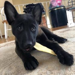Belgian Malinois puppy available
