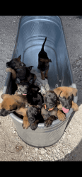 Belgian Malinois Puppies - Pure Bred