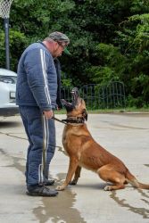 Belgian Malinois PSA titled sire excellent bloodline