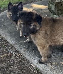 Belgian Tervuren puppies for sale