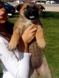 Belgian Malinois Puppies Need a Good Home
