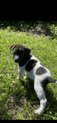 Belgian Malinois and Pmerican Pit Bull puppies for sale