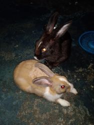 Hunny & Bunny