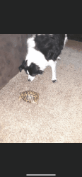 Hermann tortoise