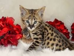 Bengal cats, Serval Cats and Savannah Cats for sale