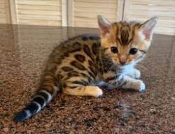 Ready Now Bengal Kittens.