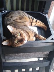 Selling 2 Bengal cats 1 year old Trained/Brown rosette/Snow/Spayed
