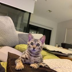 Cute Bengal Kittens For Sale