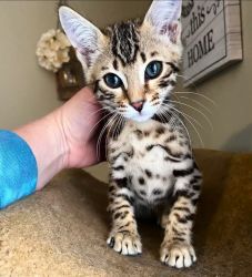 Stunning male and female Bengal kittens