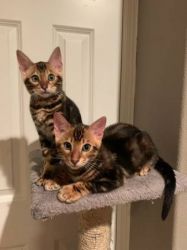 Bengal Kittens Need New Family