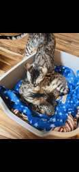 TICA Certified Bengal Kittens for sale