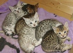 HJNY Bengal kittens