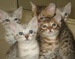 NJMHTE Bengal kittens