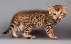 GDEQ Bengal kittens