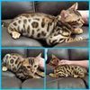 6 Beautiful Bengals!!! Marble & Spotted kittens