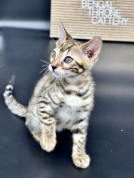 2 Male Bengal kittens available